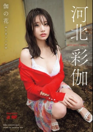 伽の花 河北彩伽